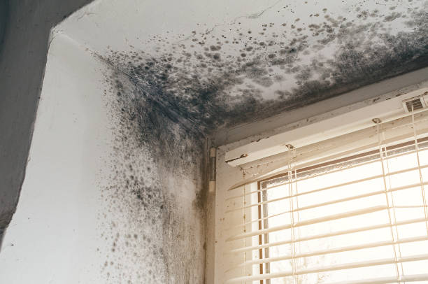 Affordable Attic Mold Remediation solutions in Burnt Cabins, PA