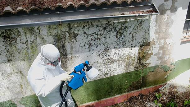 Top rated local Attic Mold Remediation specialists in Burnt Cabins, PA